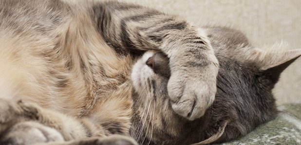 sleepy cat morning person