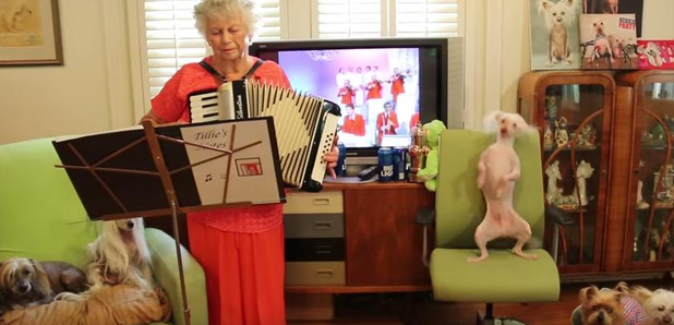 Hairless Dog Dancing polka